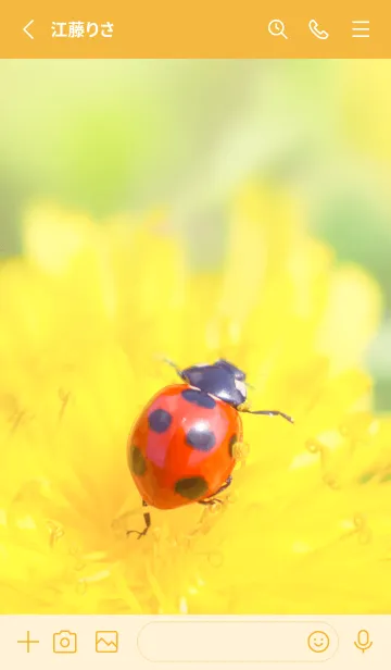 [LINE着せ替え] Ladybird Symbol of good luck #1-8の画像2