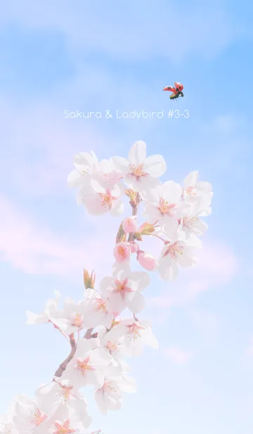 [LINE着せ替え] Sakura & Ladybird #3-3の画像1