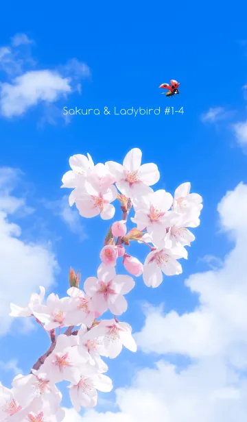 [LINE着せ替え] Sakura & Ladybird #1-4の画像1