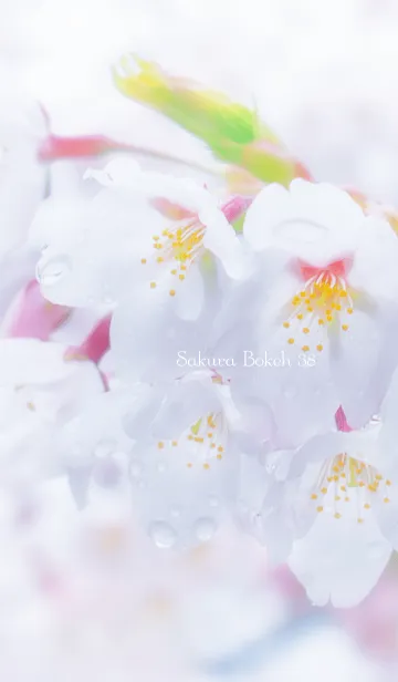 [LINE着せ替え] SakuraBokeh 38の画像1