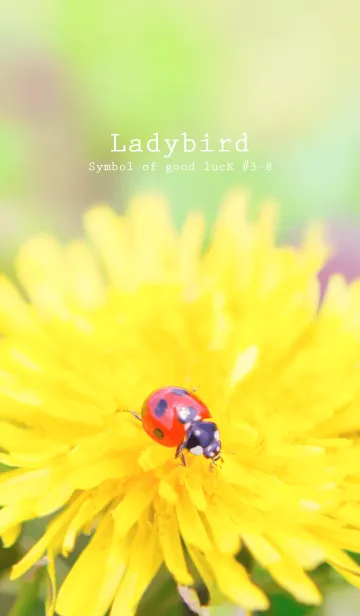 [LINE着せ替え] Ladybird Symbol of good luck #3-8の画像1