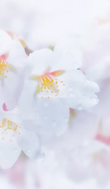 [LINE着せ替え] SakuraBokeh 39の画像1