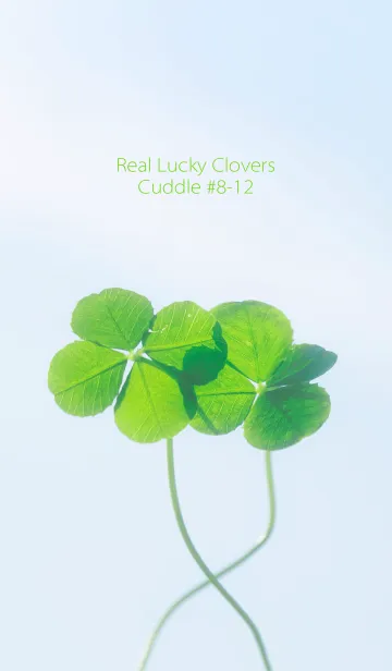 [LINE着せ替え] Real Lucky Clovers Cuddle #8-12の画像1