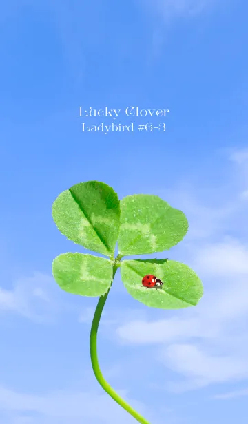 [LINE着せ替え] 四つ葉のクローバーとテントウムシ #6-3の画像1