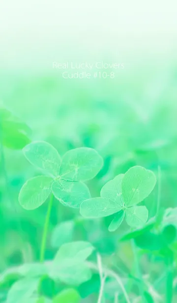 [LINE着せ替え] 四つ葉のクローバー Cuddle #10-8の画像1