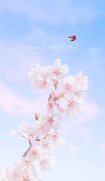 [LINE着せ替え] Sakura & Ladybird #3-4の画像1