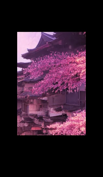 [LINE着せ替え] 和の夜桜#DZ05。の画像1