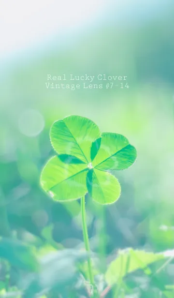 [LINE着せ替え] 四つ葉のクローバー Vintage Lens #7-14の画像1