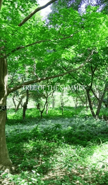 [LINE着せ替え] TREE OF THE SUMMER-MEKYM 4の画像1