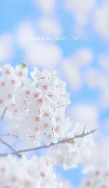 [LINE着せ替え] SakuraBokeh 40の画像1