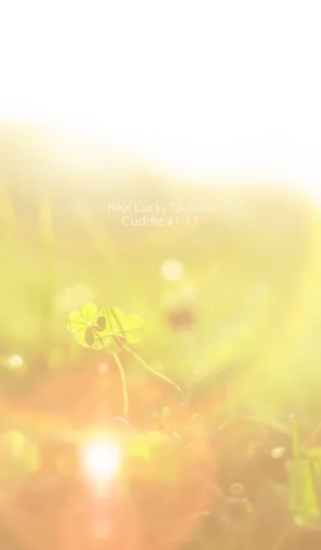 [LINE着せ替え] 四つ葉のクローバー Cuddle #1-13の画像1