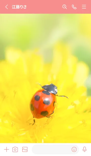 [LINE着せ替え] Ladybird Symbol of good luck #1-10の画像2