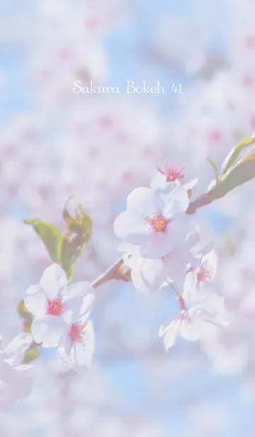 [LINE着せ替え] SakuraBokeh 41の画像1