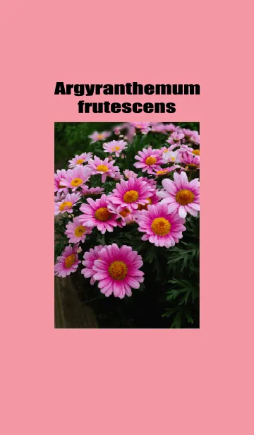 [LINE着せ替え] Argyranthemum frutescens 2023の画像1
