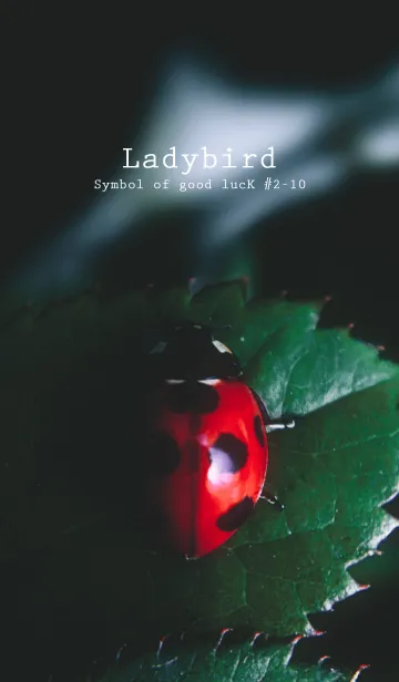 [LINE着せ替え] Ladybird Symbol of good luck #2-10の画像1