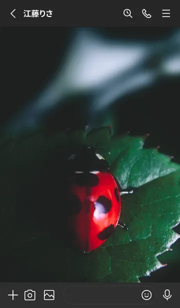 [LINE着せ替え] Ladybird Symbol of good luck #2-10の画像2