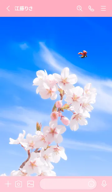 [LINE着せ替え] Sakura & Ladybird #2-6の画像2