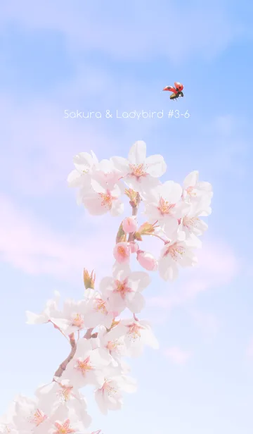 [LINE着せ替え] Sakura & Ladybird #3-6の画像1