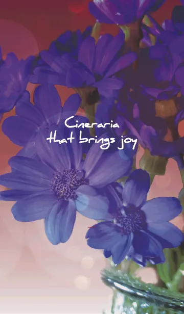 [LINE着せ替え] ボルドー : 喜びを運ぶサイネリアの画像1