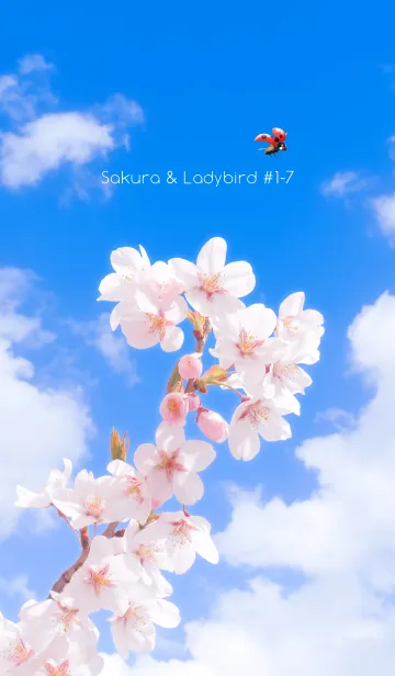 [LINE着せ替え] Sakura & Ladybird #1-7の画像1