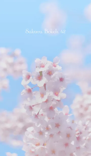 [LINE着せ替え] SakuraBokeh 42の画像1