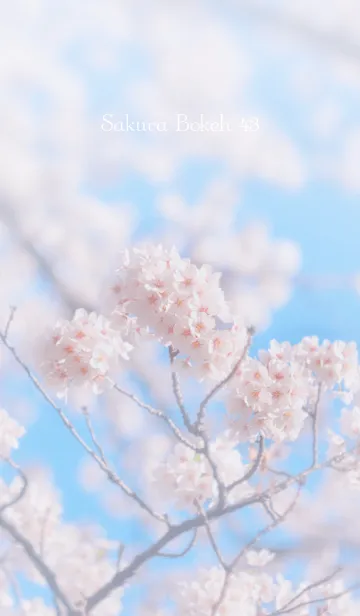 [LINE着せ替え] SakuraBokeh 43の画像1