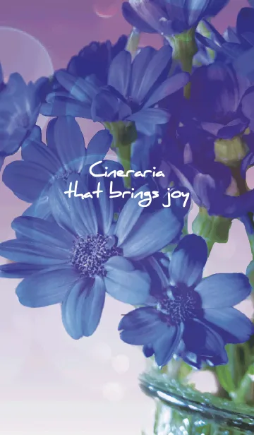 [LINE着せ替え] 紫 : 喜びを運ぶサイネリアの画像1