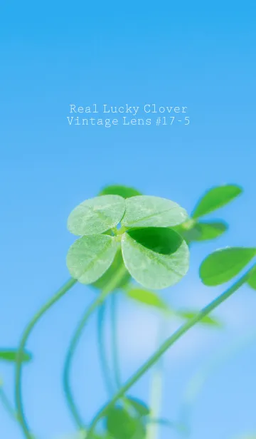 [LINE着せ替え] 四つ葉のクローバー Vintage Lens #17-5の画像1