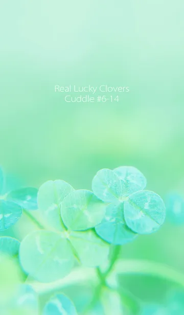 [LINE着せ替え] 四つ葉のクローバー Cuddle #6-14の画像1