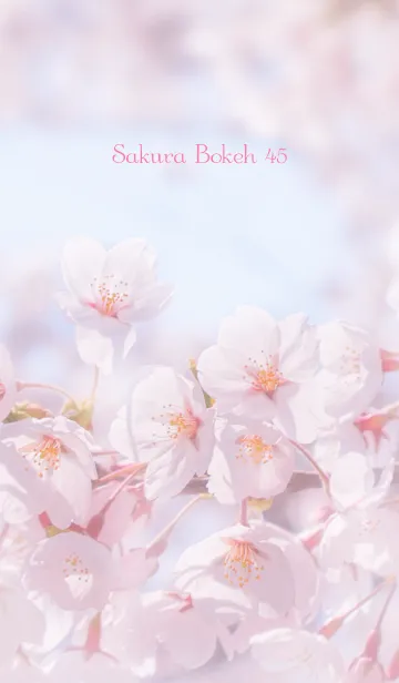 [LINE着せ替え] SakuraBokeh 45の画像1