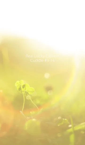[LINE着せ替え] 四つ葉のクローバー Cuddle #3-14の画像1
