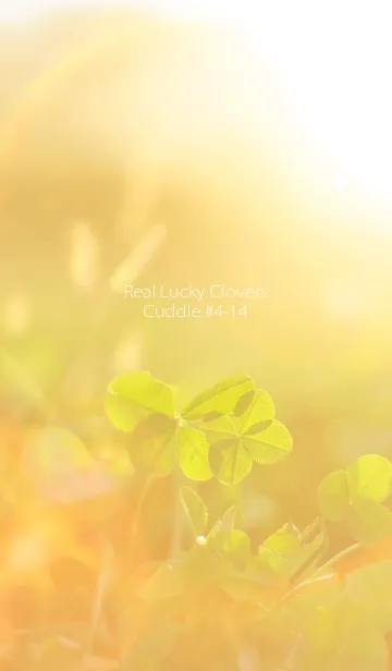 [LINE着せ替え] 四つ葉のクローバー Cuddle #4-14の画像1