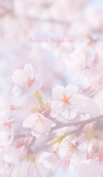 [LINE着せ替え] SakuraBokeh 46の画像1