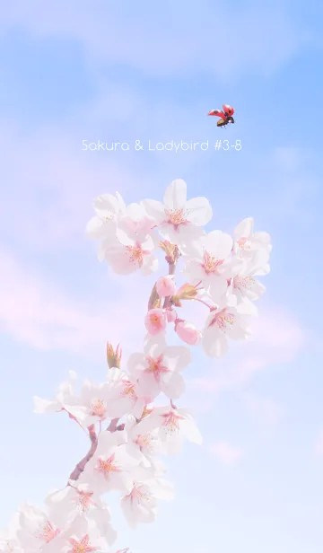 [LINE着せ替え] Sakura & Ladybird #3-8の画像1