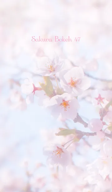 [LINE着せ替え] SakuraBokeh 47の画像1