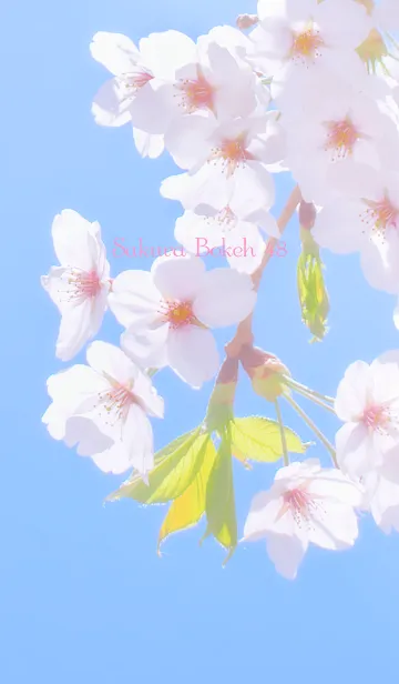 [LINE着せ替え] SakuraBokeh 48の画像1