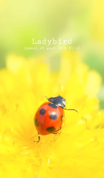 [LINE着せ替え] Ladybird Symbol of good luck #1-12の画像1