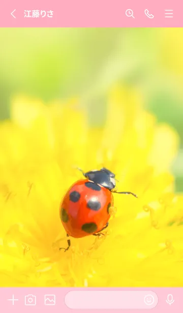 [LINE着せ替え] Ladybird Symbol of good luck #1-12の画像2