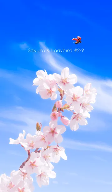 [LINE着せ替え] Sakura & Ladybird #2-9の画像1