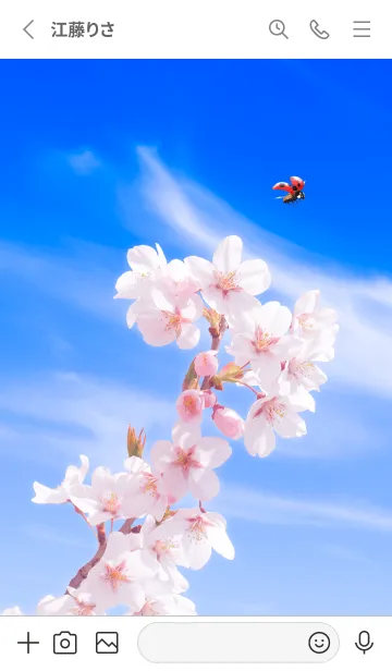 [LINE着せ替え] Sakura & Ladybird #2-9の画像2