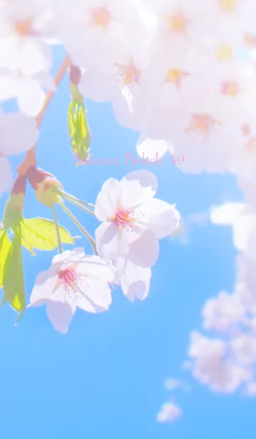 [LINE着せ替え] SakuraBokeh 49の画像1