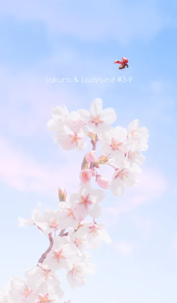 [LINE着せ替え] Sakura & Ladybird #3-9の画像1