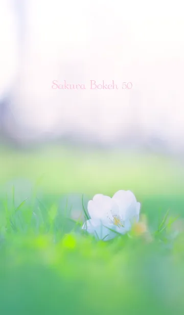 [LINE着せ替え] SakuraBokeh 50の画像1