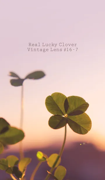 [LINE着せ替え] 四つ葉のクローバー Vintage Lens #16-7の画像1