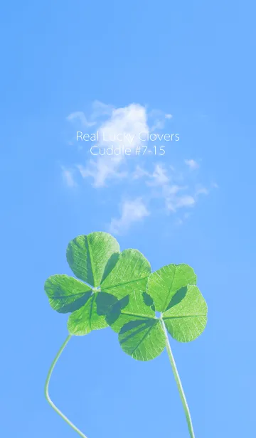 [LINE着せ替え] 四つ葉のクローバー Cuddle #7-15の画像1