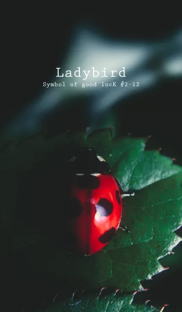 [LINE着せ替え] Ladybird Symbol of good luck #2-12の画像1