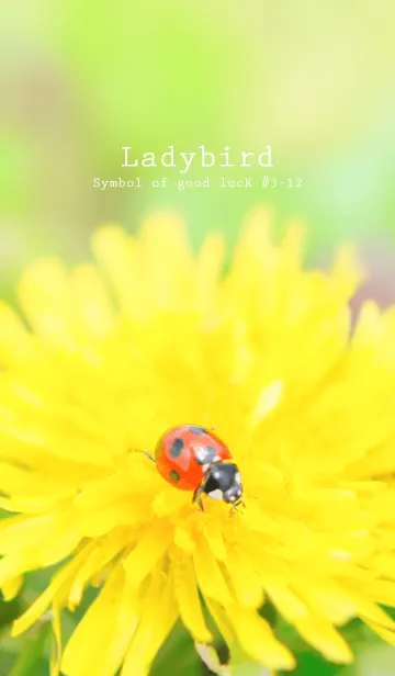 [LINE着せ替え] Ladybird Symbol of good luck #3-12の画像1