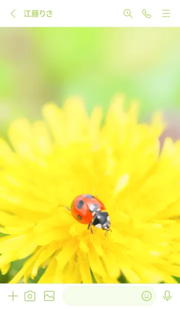 [LINE着せ替え] Ladybird Symbol of good luck #3-12の画像2