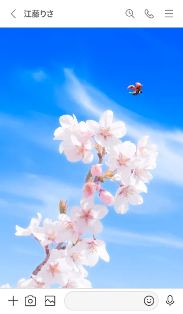 [LINE着せ替え] Sakura & Ladybird #2-10の画像2