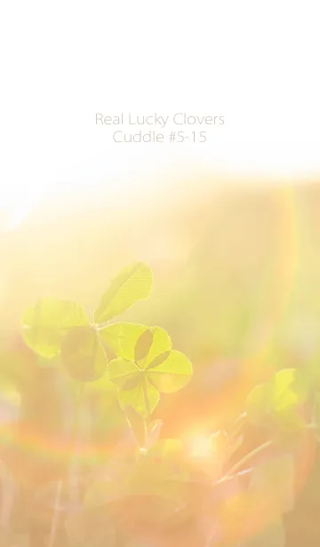 [LINE着せ替え] 四つ葉のクローバー Cuddle #5-15の画像1